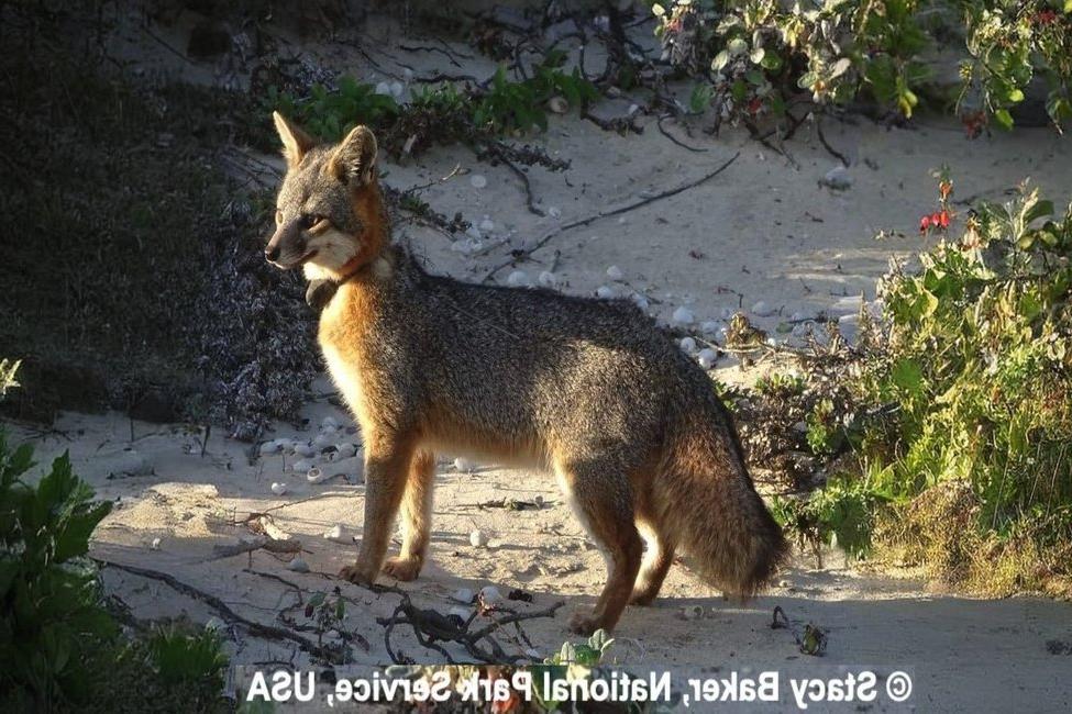 New Parasite Revealed Amid Decline of California’s Channel Island Fox